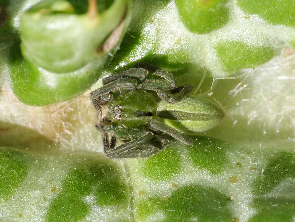 Ragni rannicchiati sulla vegetazione - Tolfa (RM)